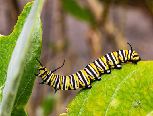 Save the Butterflies