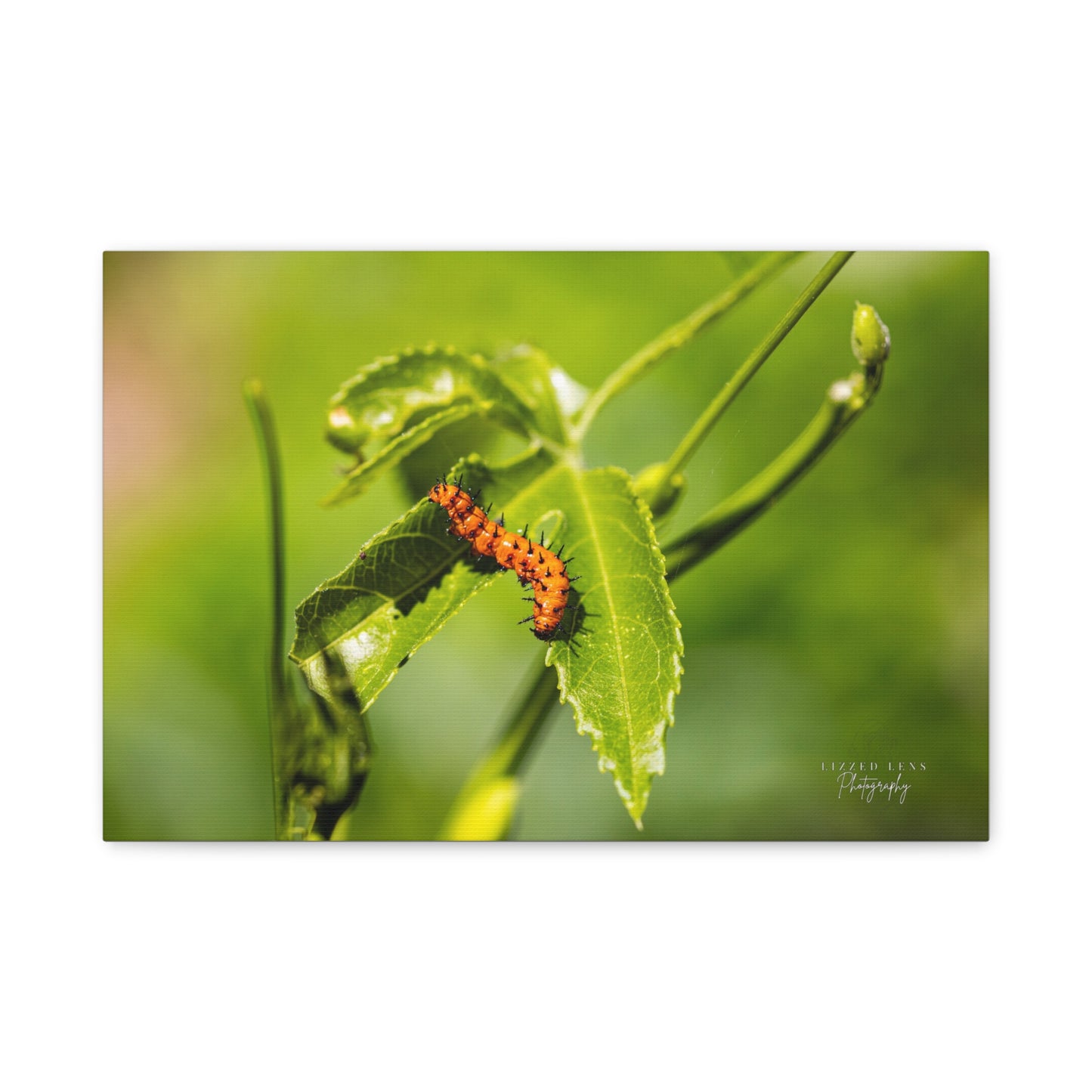Gulf Fritillary Caterpillar Photography Canvas Print - Lizzed Lens Photography