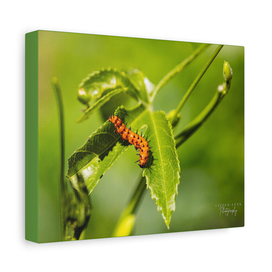 Gulf Fritillary Caterpillar Photography Canvas Print - Lizzed Lens Photography